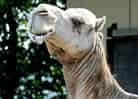 ヒトコブラクダの写真 2